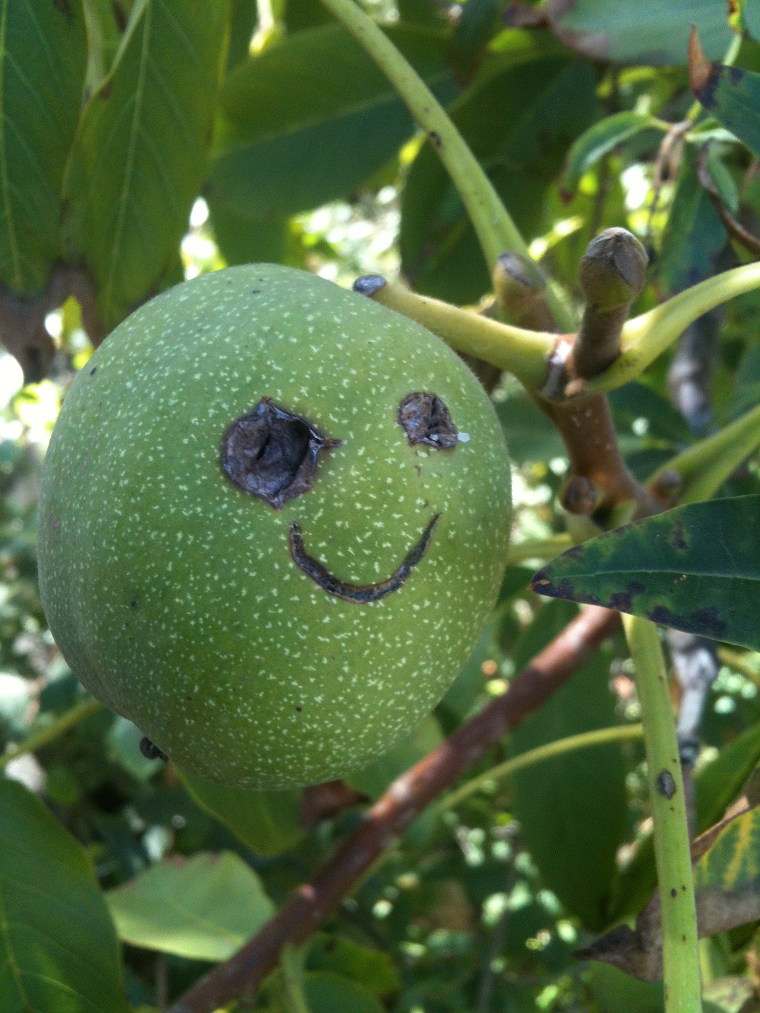 2015.szept.20. LETOLTES TELOROL 059.JPG