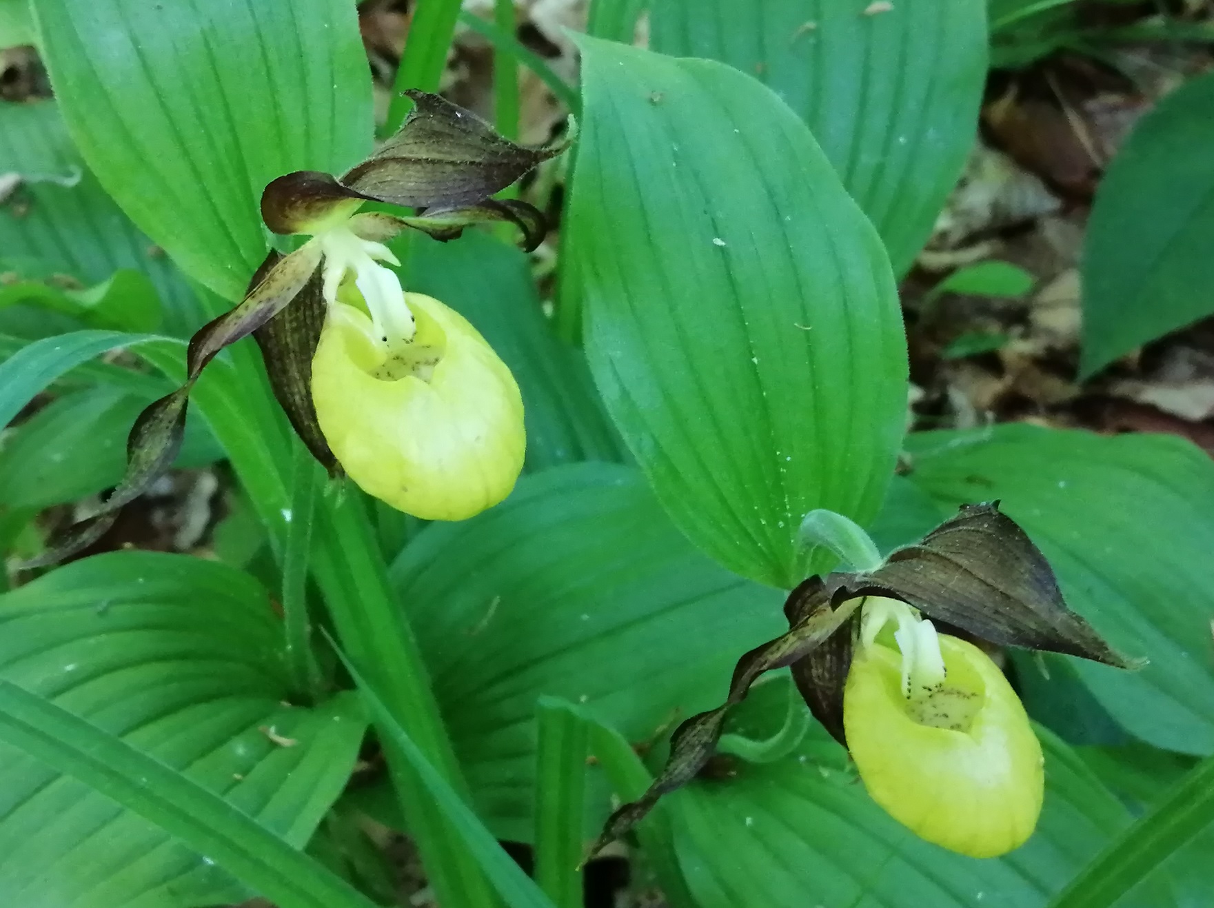 Boldogasszony papucsa1.jpg