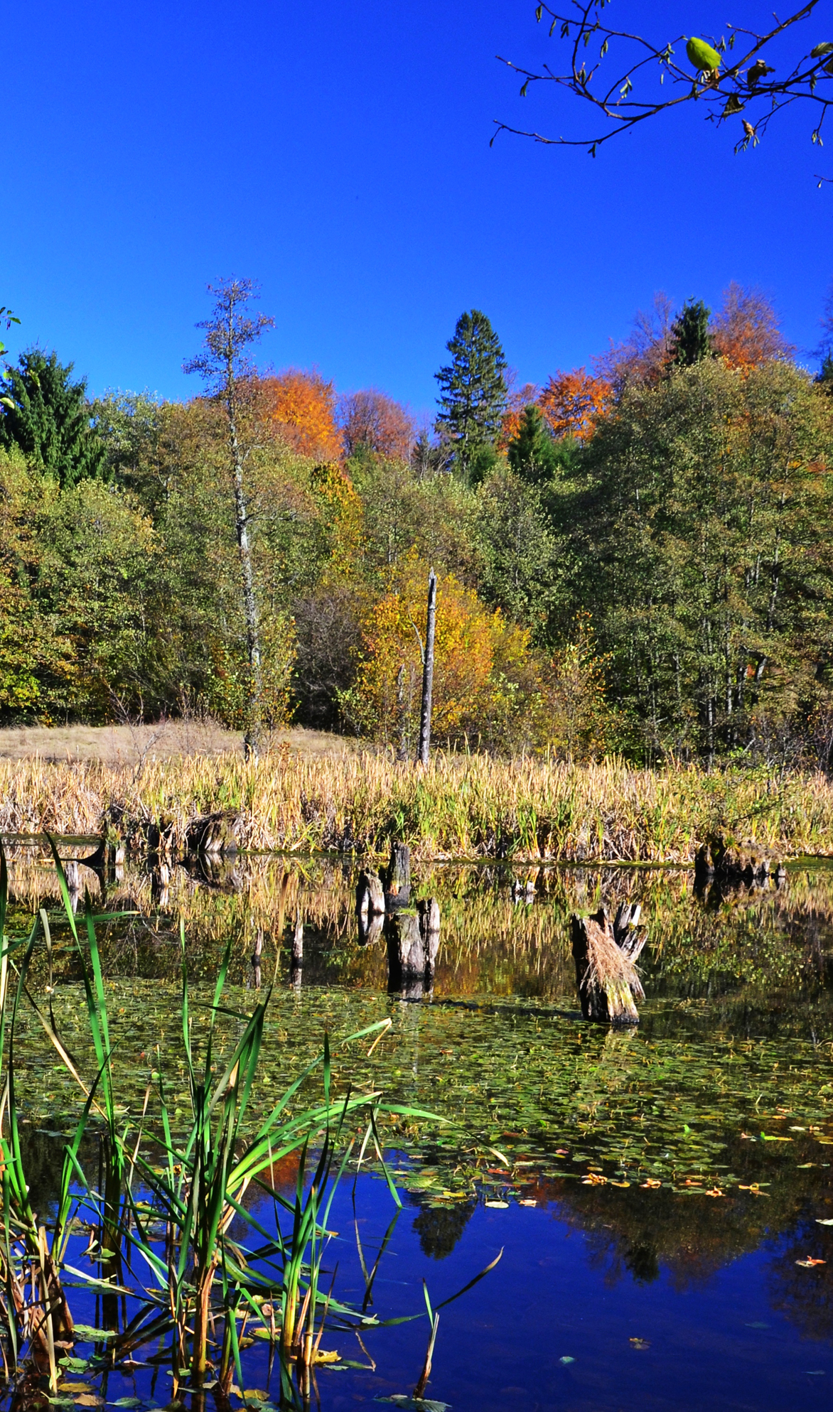 foto2_Egerfas_to (7).JPG